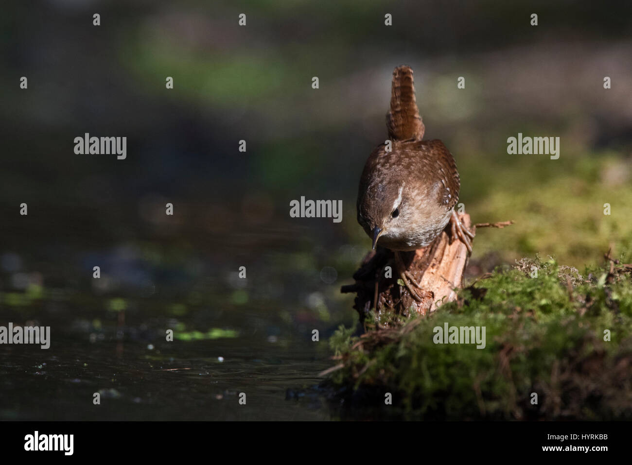 Wren Troglodytes troglodytes in woodland North Norfolk March Stock Photo