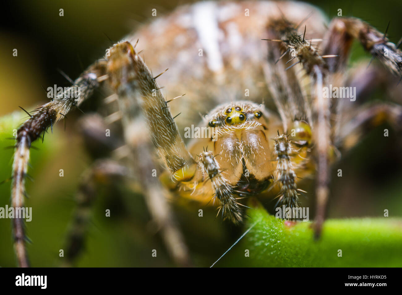 Close up of a cross spider with a scary look. Stock Photo