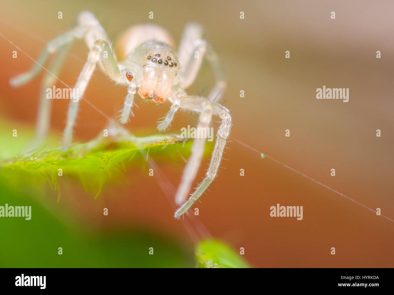The white walker - sac spider Stock Photo