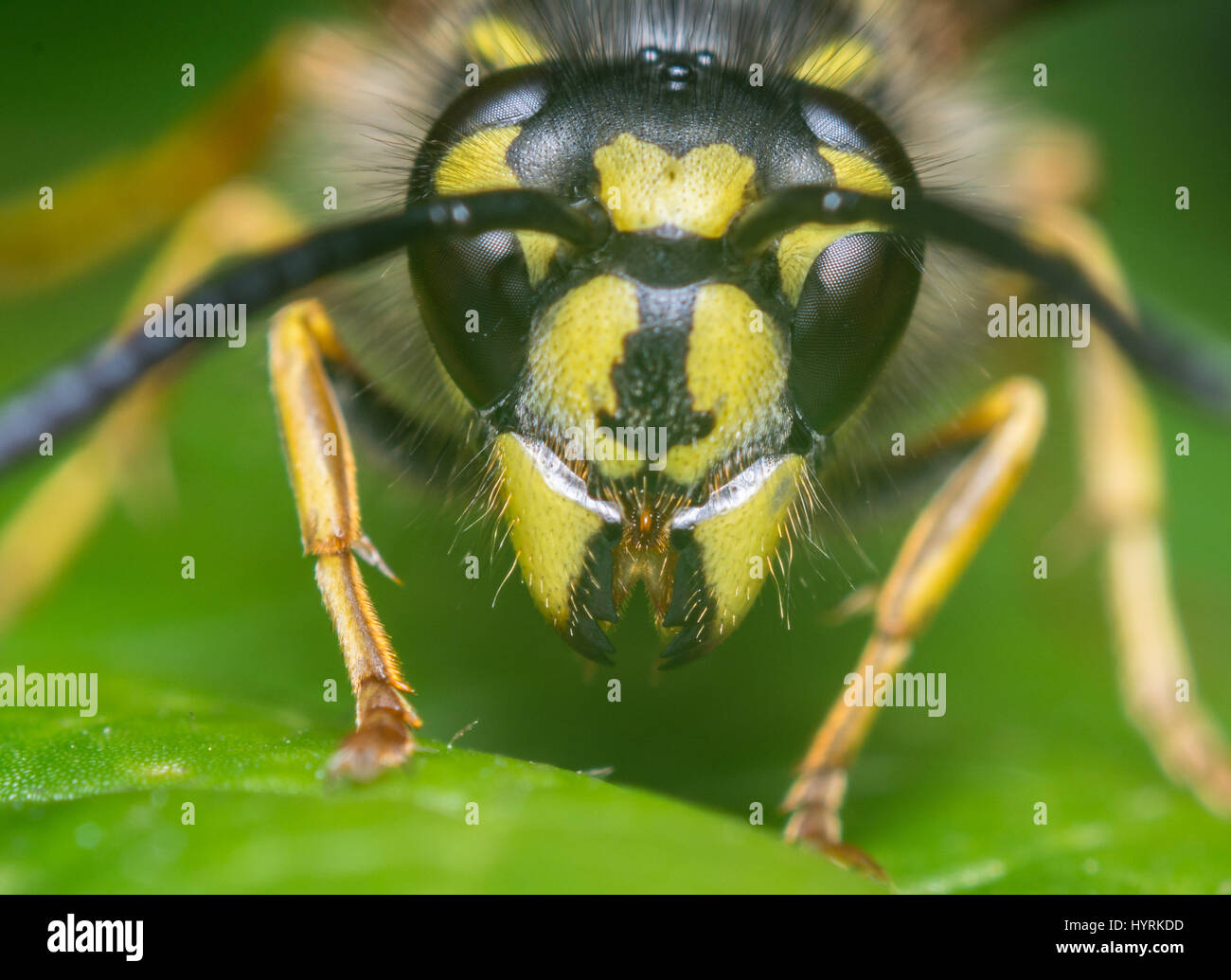 Portrait of a wasp with big fangs on a leaf. Vespula vulgaris Stock Photo