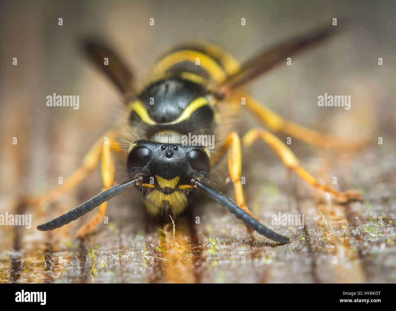 Macro photograph of a common queen wasp which chews on wood for her