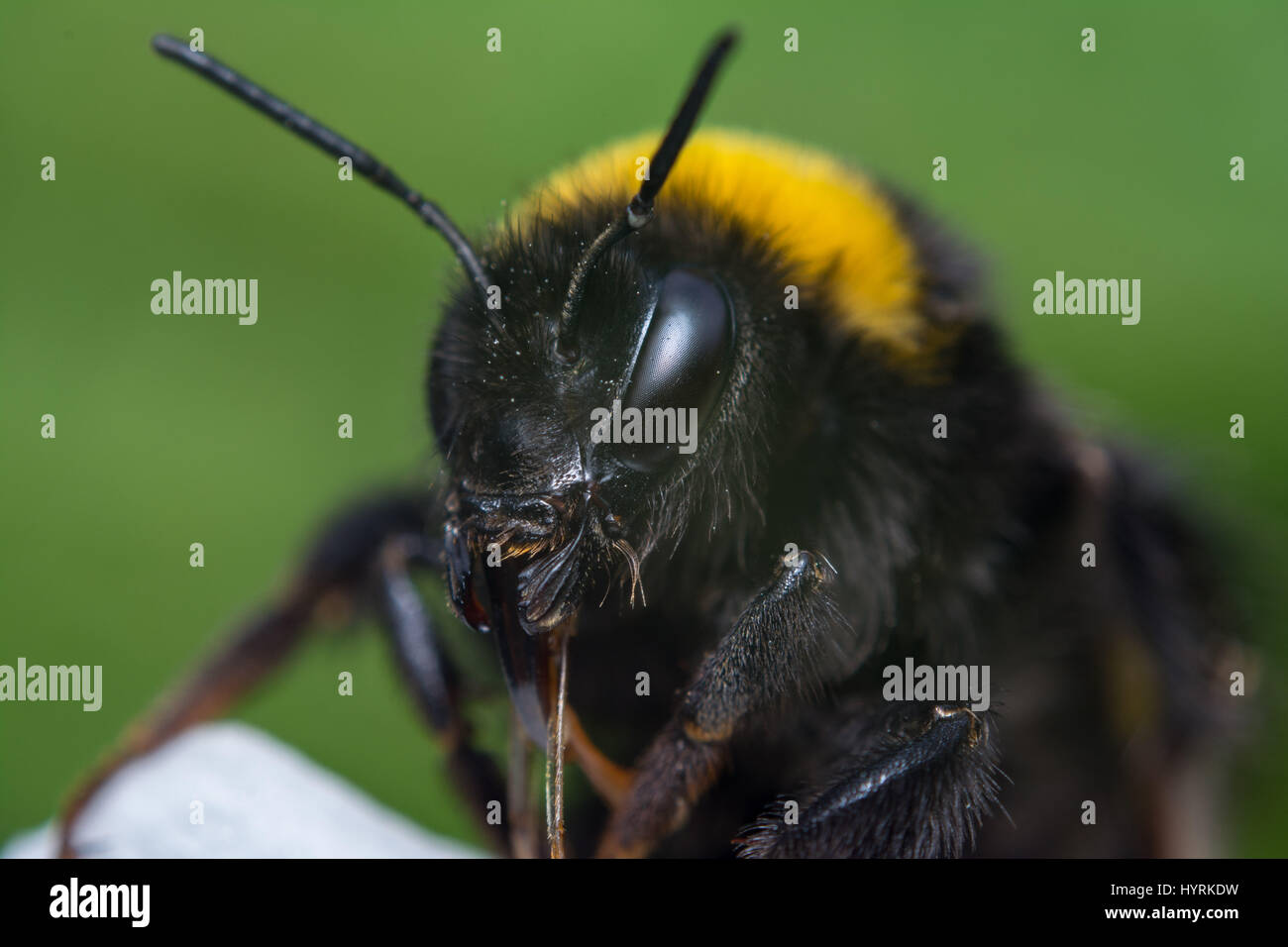 pix Bumblebee Insect Face https www alamy com stock photo extreme detailed close up of a bumblebee bombus terrestris 137588469 html