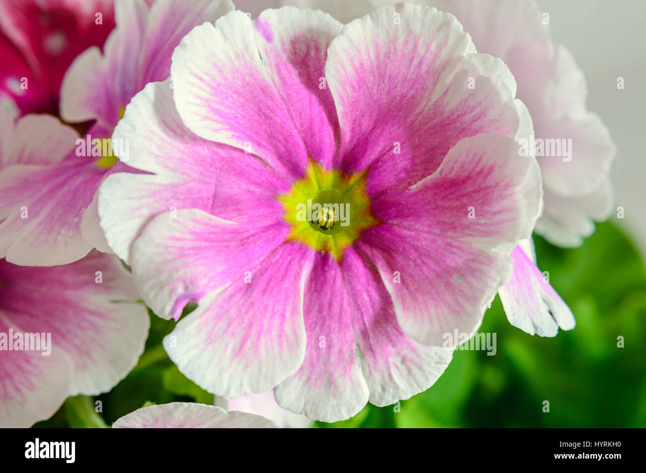 Primula obconica touch me, pink with white flowers, green leaves, close up macro Stock Photo