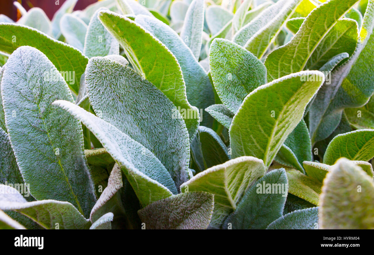 Herb Lambs ear Stock Photo Alamy