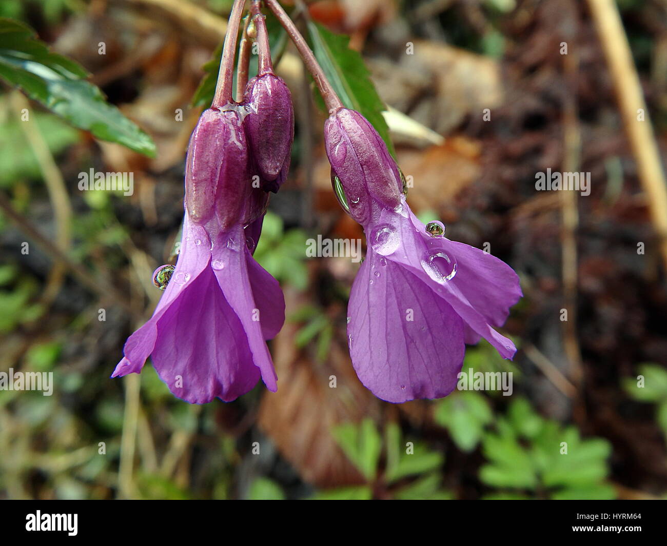 Cardamine glanduligera violet wildflowers, (Dentaria glandulosa) Stock Photo