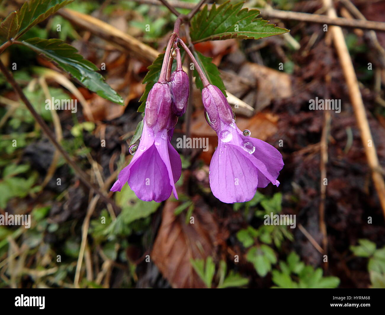 Cardamine glanduligera violet wildflowers, (Dentaria glandulosa) Stock Photo