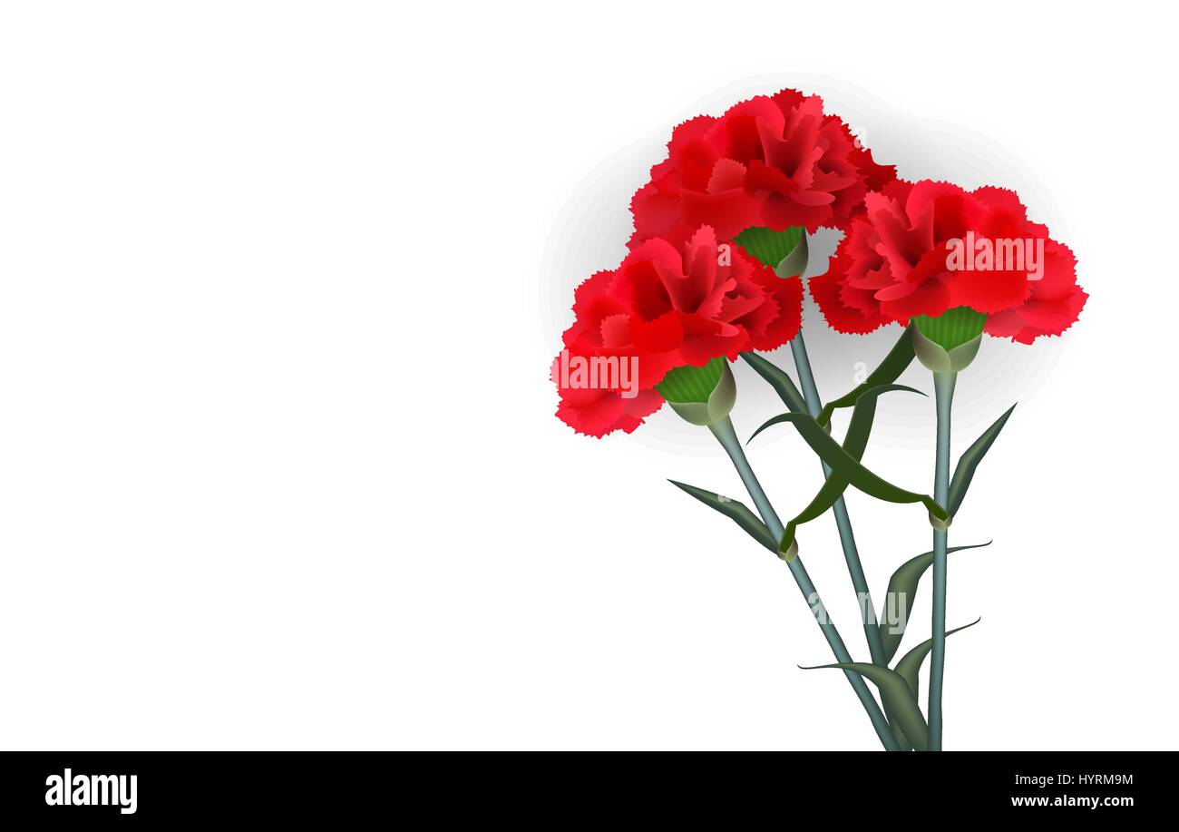 Realistic red flower carnation isolated white Stock Vector