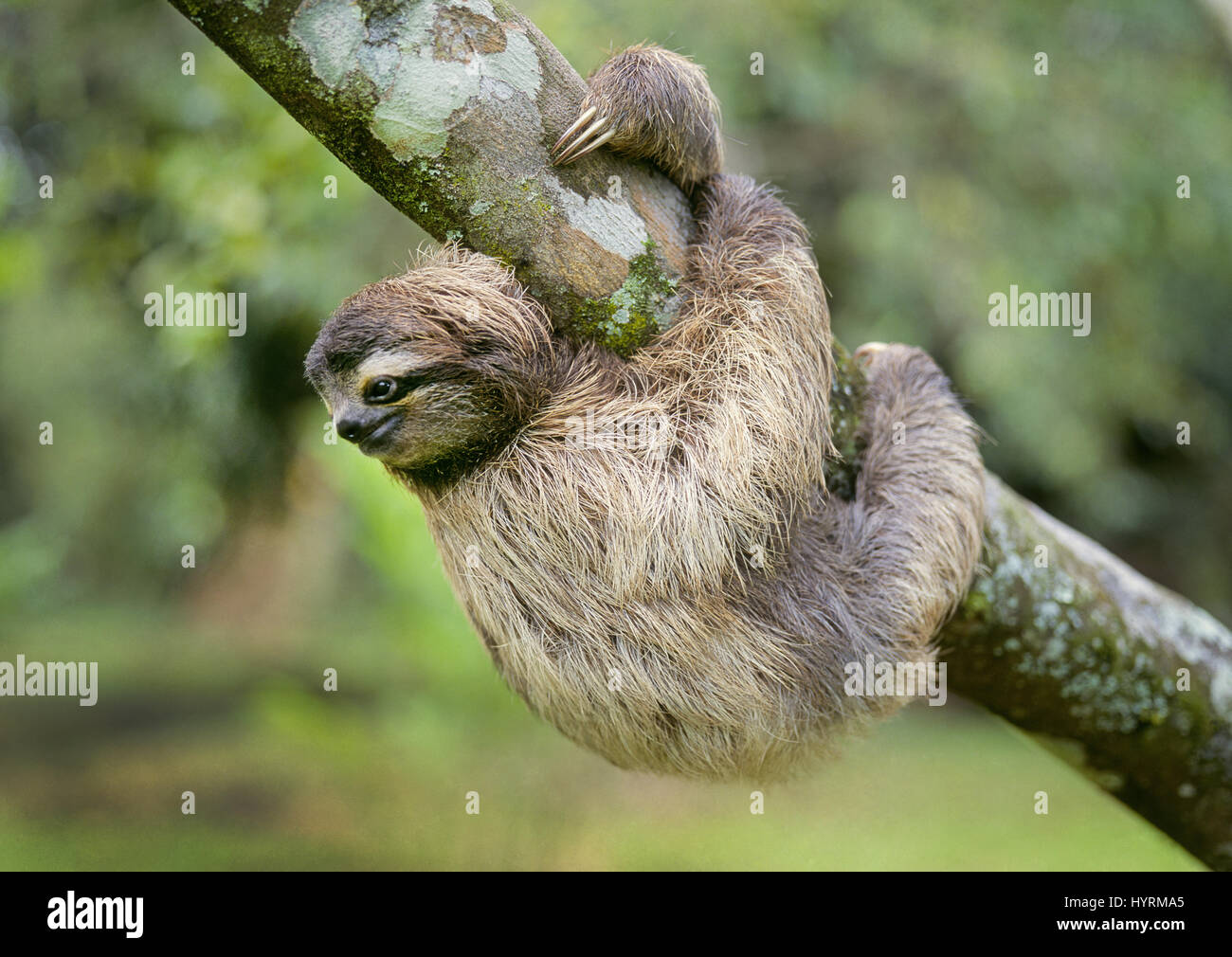 3 toed sloth hi-res stock photography and images - Alamy