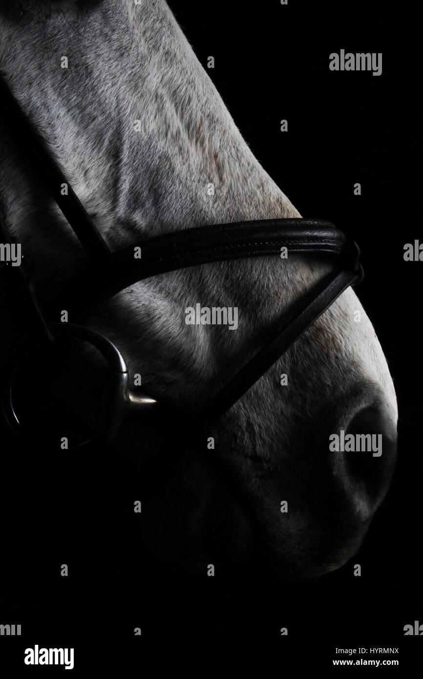fine art equestrian photography Stock Photo