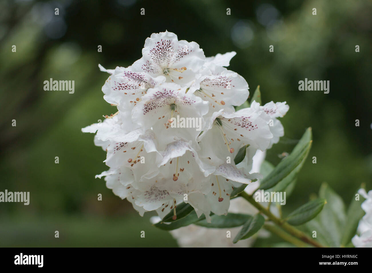 Rhododendron aberconwayi at Clyne gardens, Swansea, Wales, UK. Stock Photo