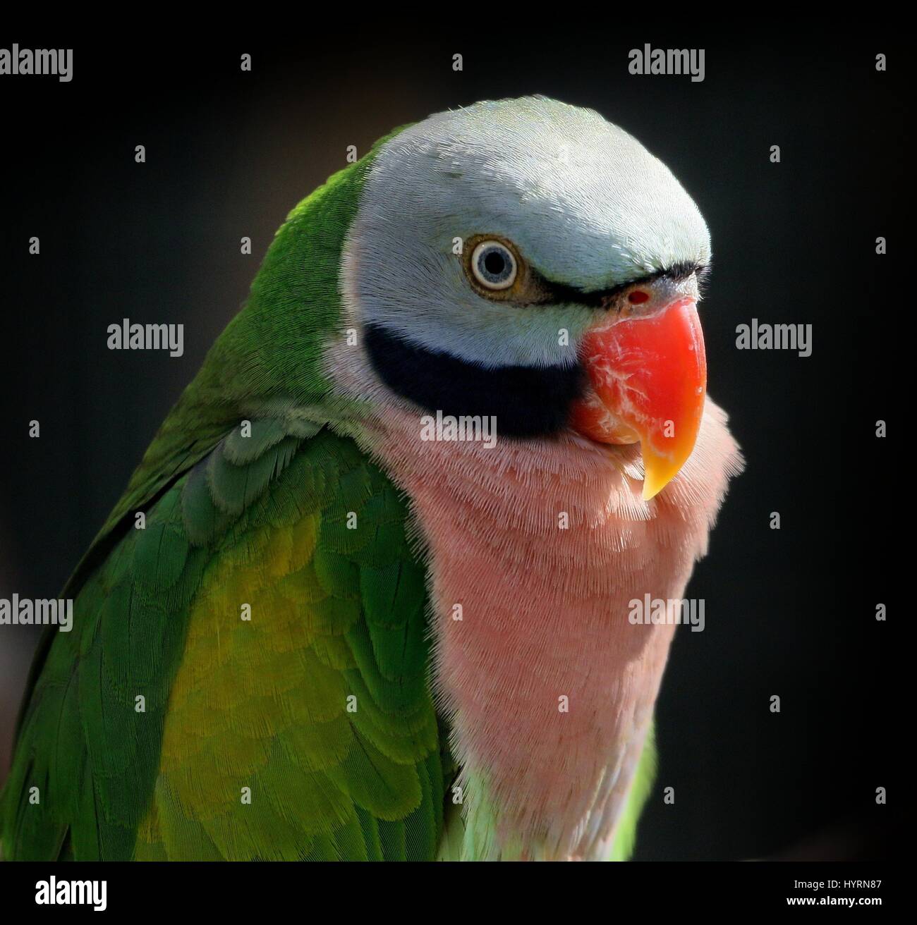 Male Southeast Asian Red Breasted or Banded Parakeet (Psittacula ...
