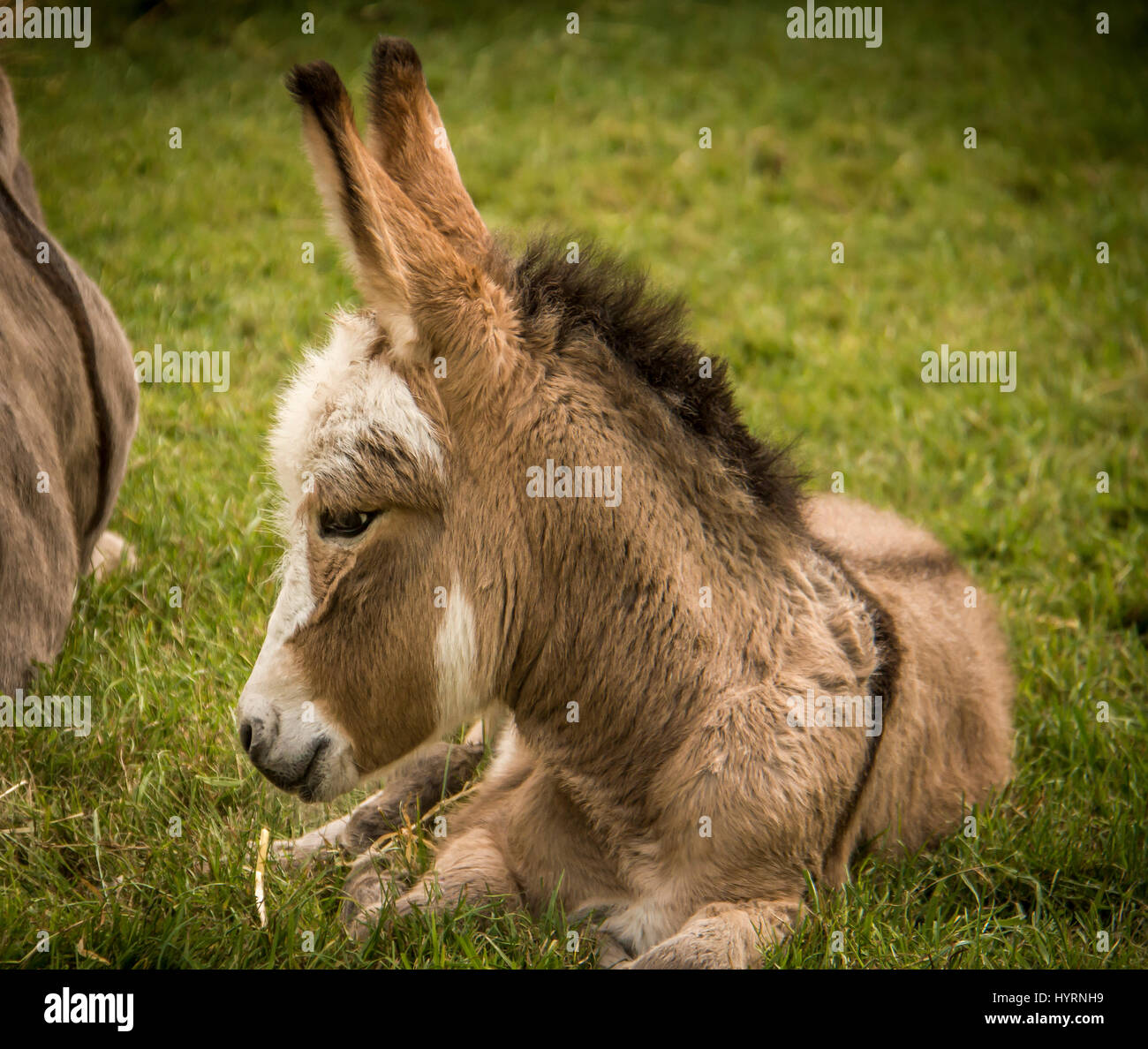 Little donkey having a rest Stock Photo