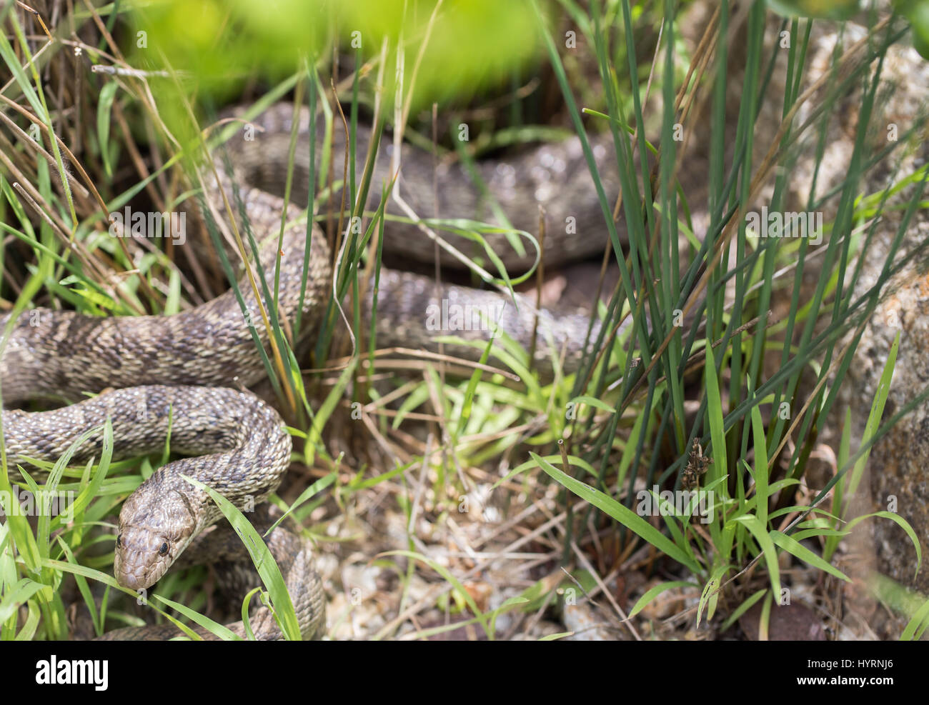 Pacific Gopher Snake (Pituophis catenifer catenifer) looking with cautious. Stock Photo