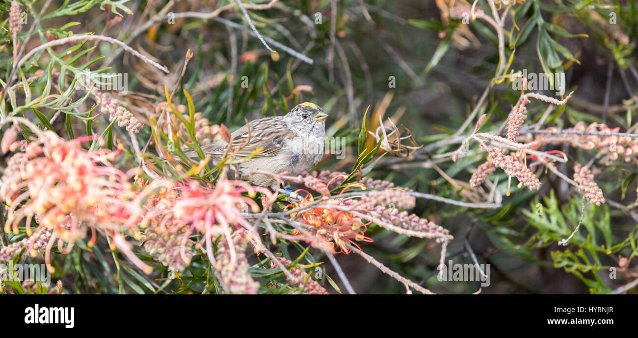 Golden-crowned Sparrow (Zonotrichia atricapilla) feeds on Grevillea 'Superb' Stock Photo
