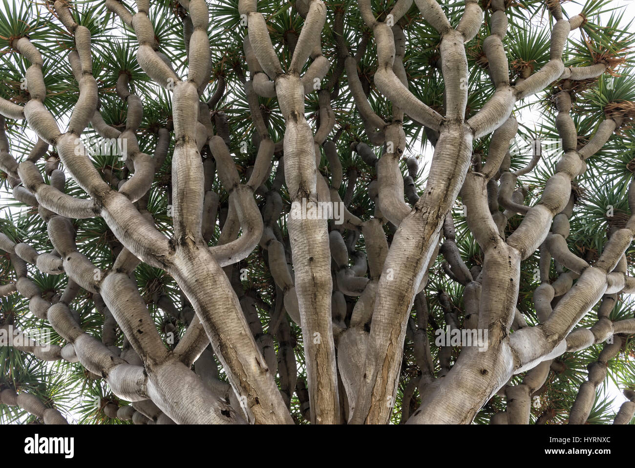 Dragon Tree Stock Photo