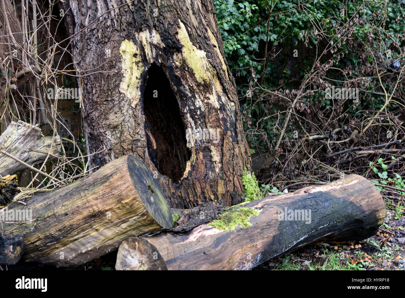 Tree with a hole in the middle of it surrounded by logs Stock Photo - Alamy