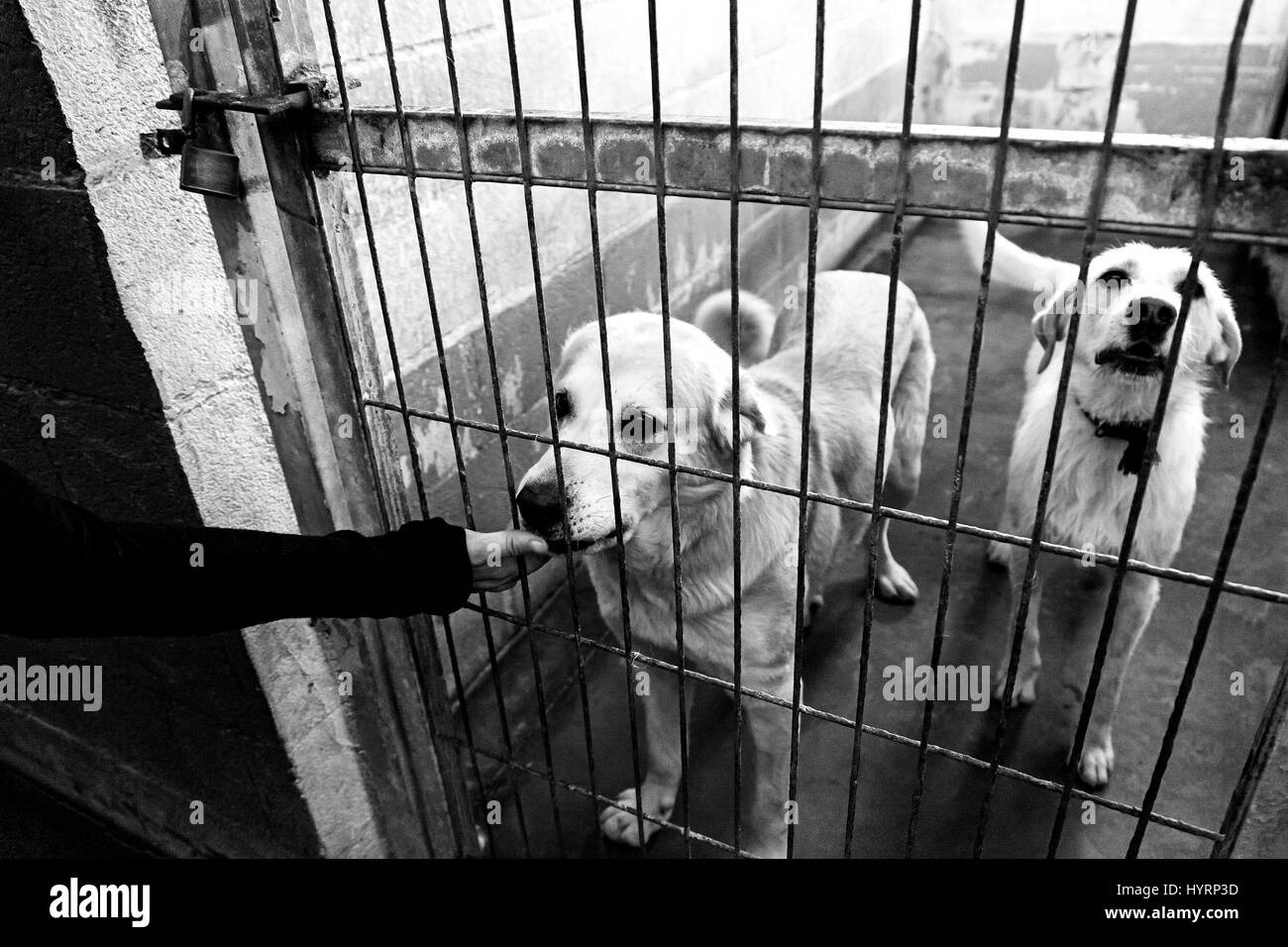 Caged and abandoned dogs, detail of street animals, animal abuse Stock ...