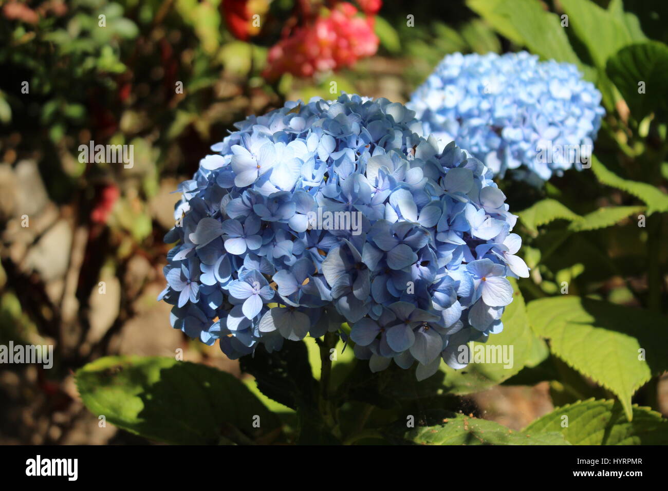 Blue Hydrangeas in the sun Stock Photo Alamy