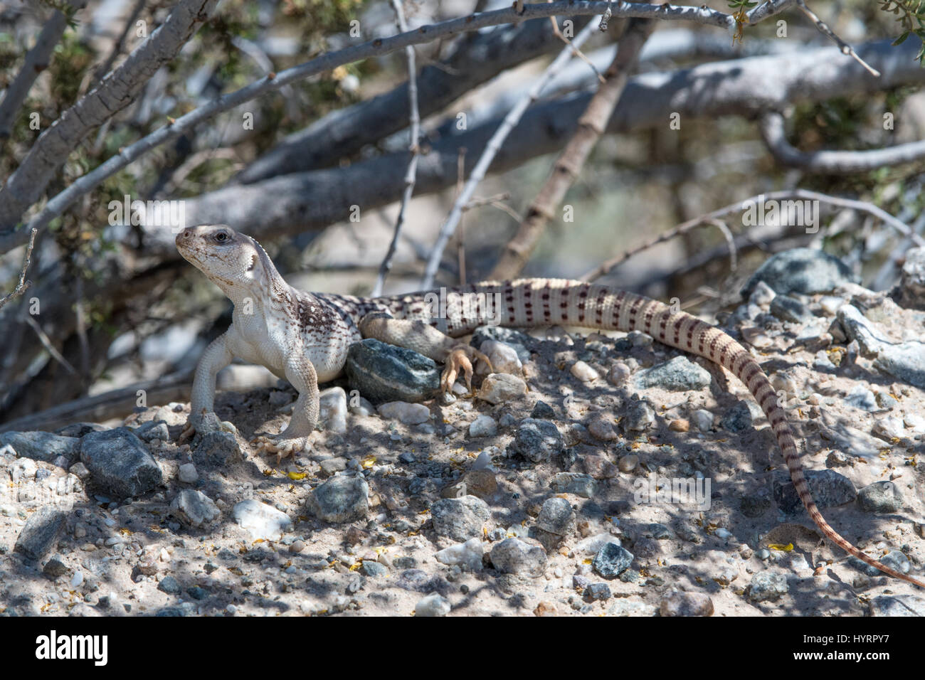 Northern Desert Iguana, (Dipsosaurus dorsalis dorsalis), North Algadones Dunes Wilderness, Imperial co., California, USA. Stock Photo