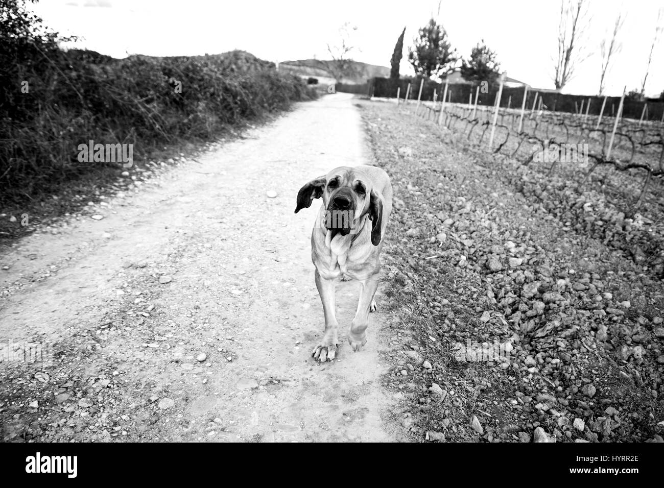 Dog breed fila brasileiro Black and White Stock Photos & Images
