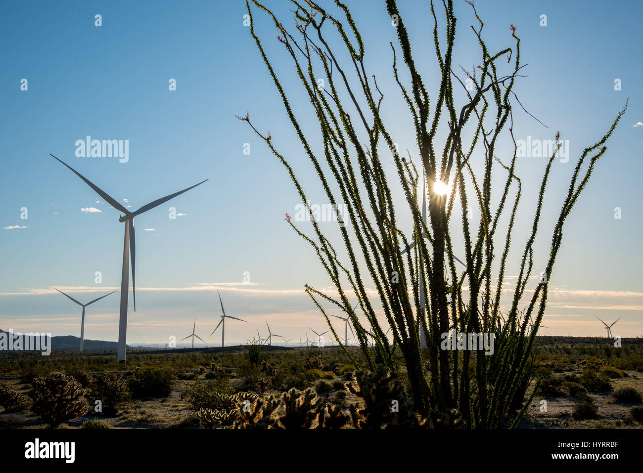 Wind Turbines at the Ocotillo Wind Facility, Imperial co., California