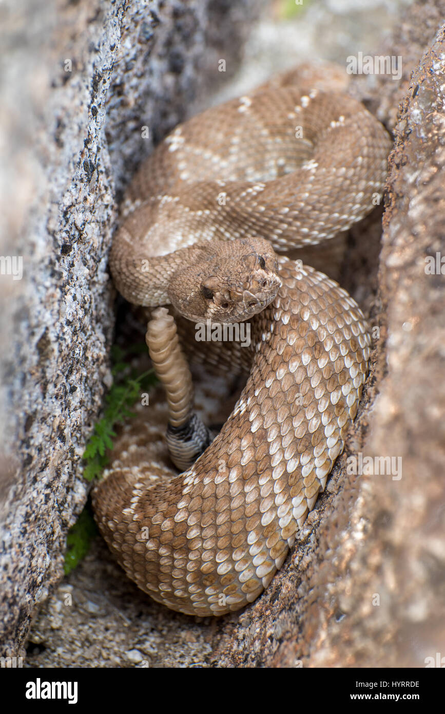 Red Diamond Rattlesnake, (Crotalus Ruber), Indian Gorge, Anza-borrego ...