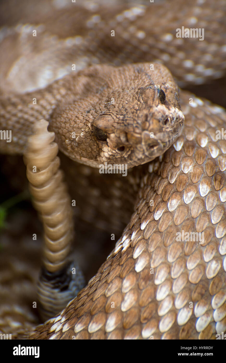 Red Diamond Rattlesnake, (Crotalus ruber), Indian Anzaborrego