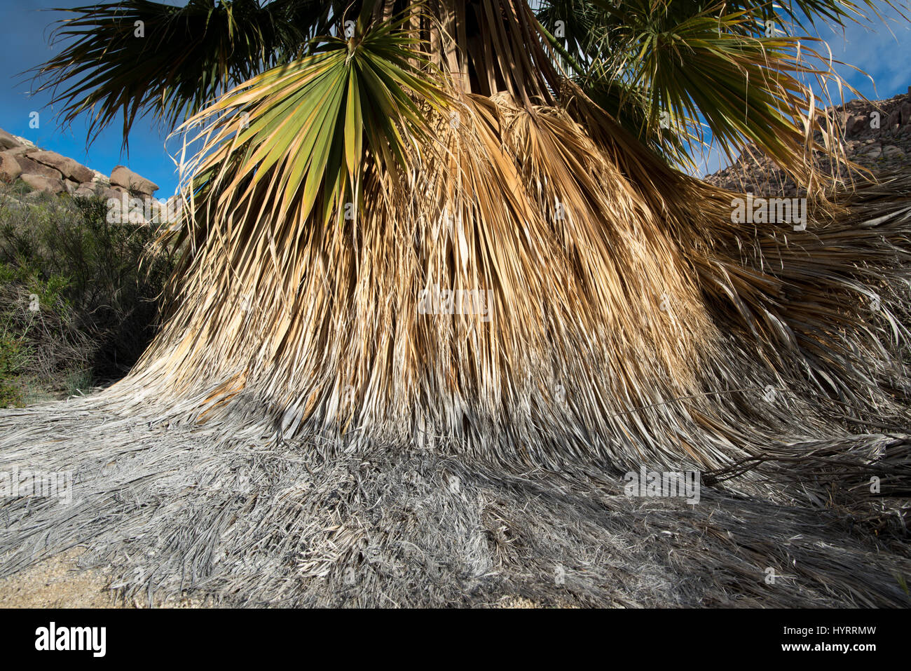 California Fan Palm, (Washingtonia filifera), Indian Gorge, Anza-borrego Desert State Park, California, USA. Stock Photo