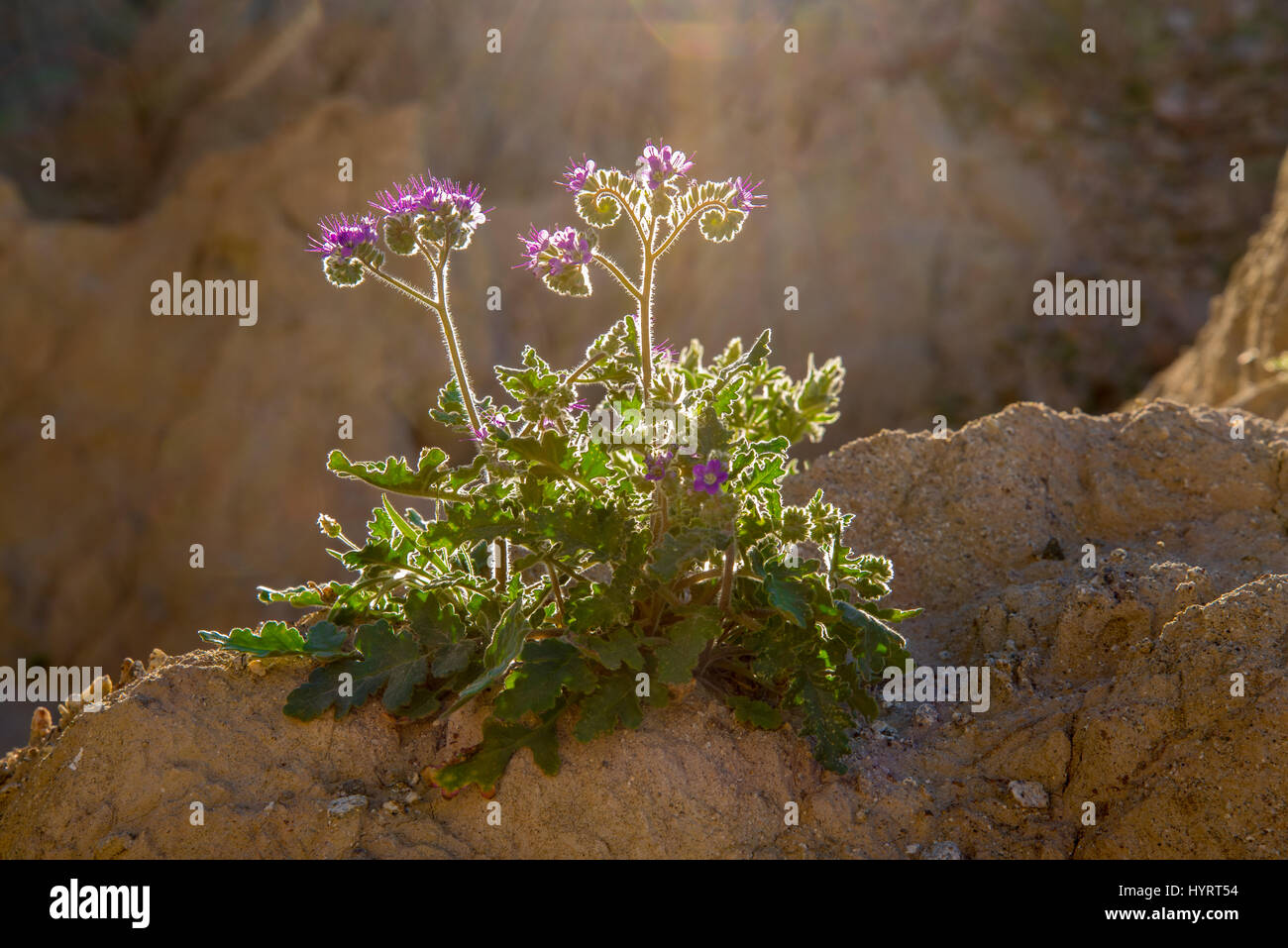 Scorpion Weed, (Phacelia sp.), Anzaborrego Desert State Park