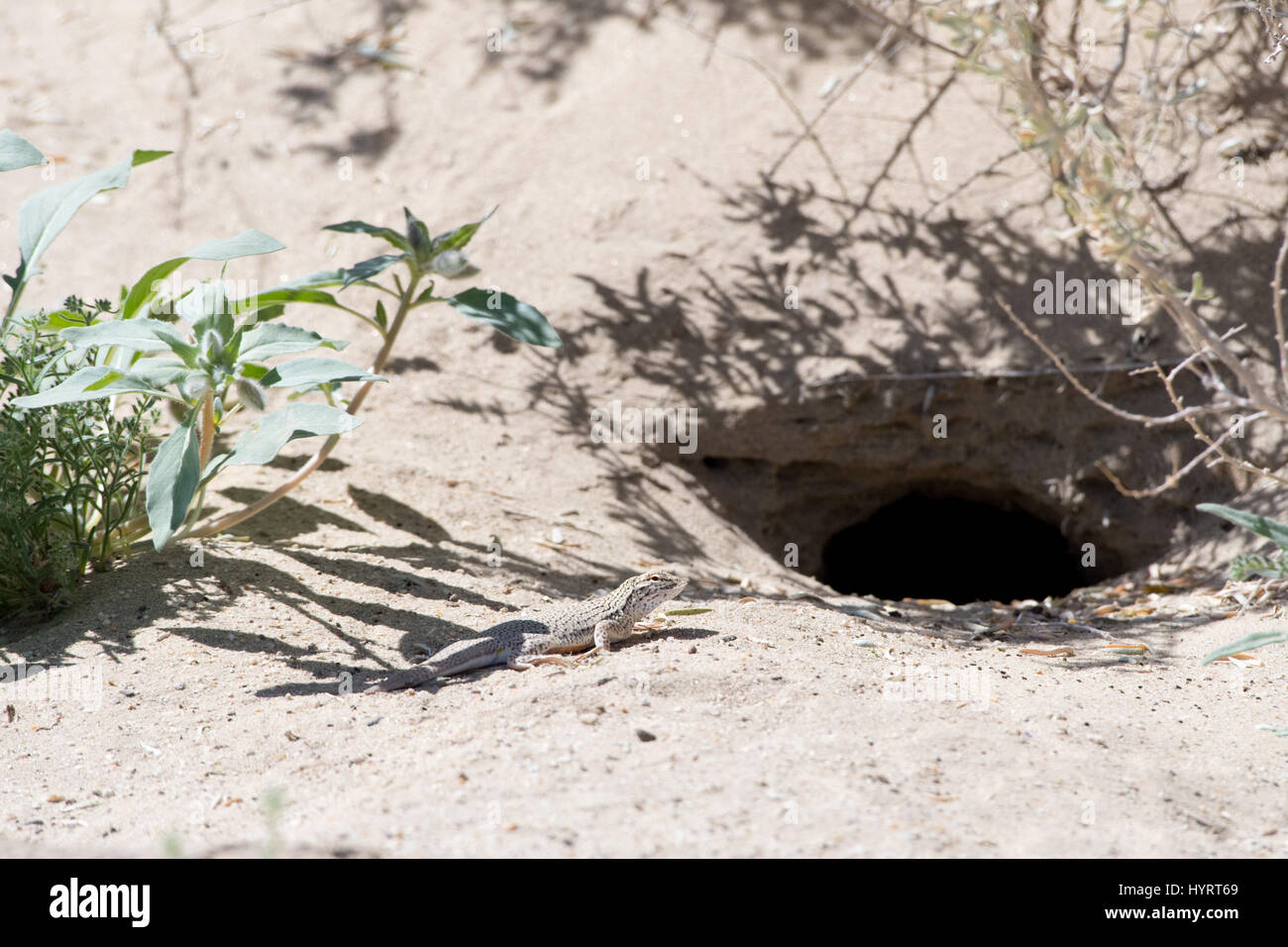Colorado desert fringe toed lizard colorado desert fringe toed hires