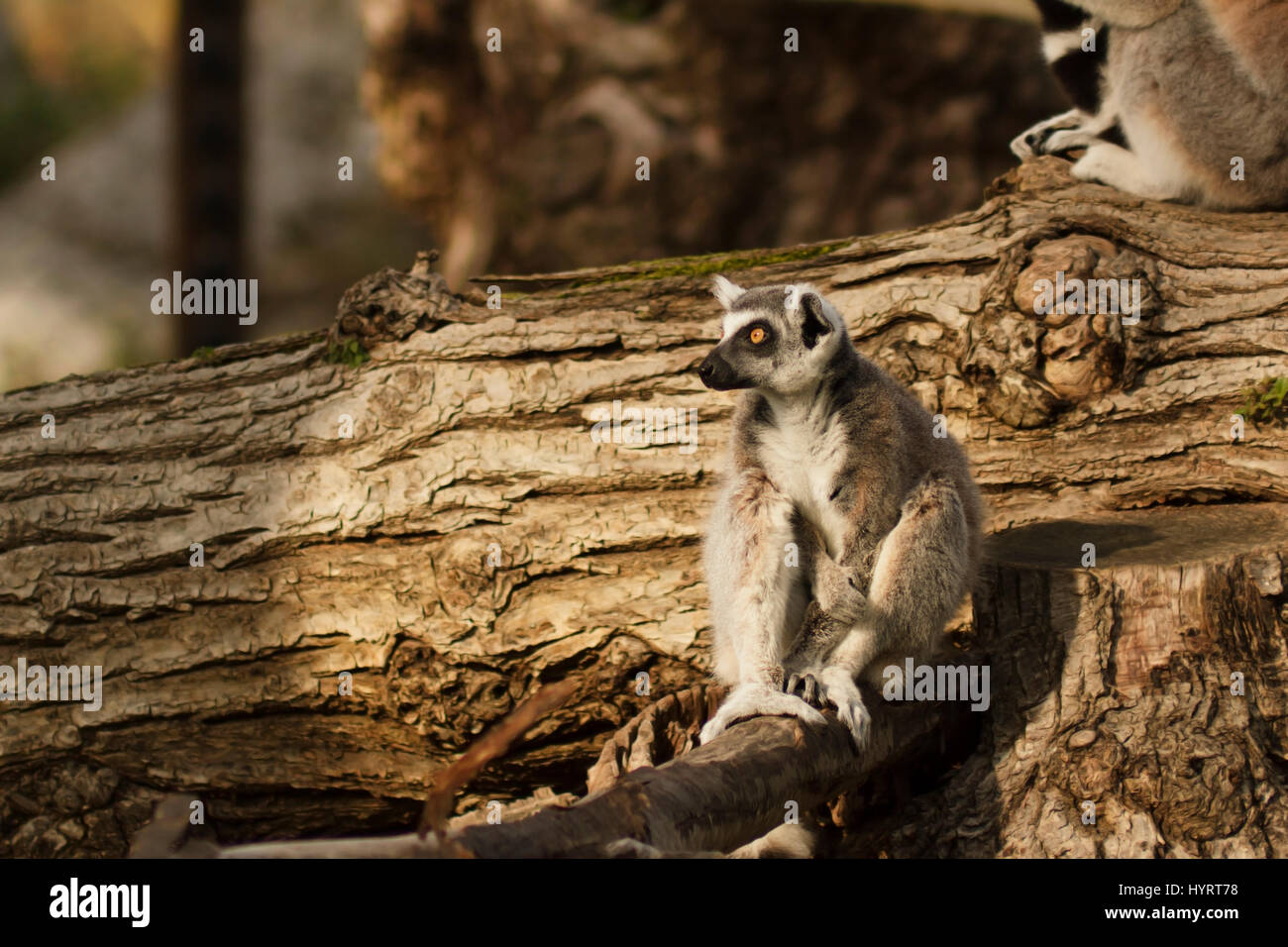 ring-tailed lemur (lemur catta) Stock Photo