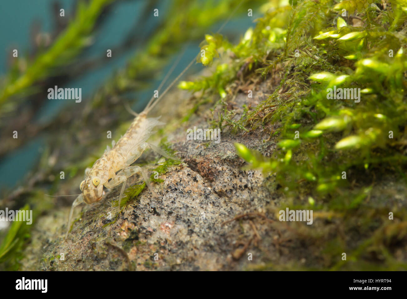 Flat-headed mayfly larvae (Heptagenia) Stock Photo