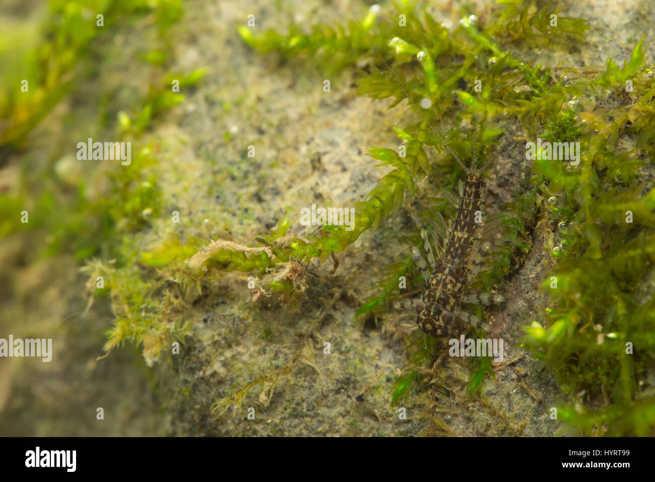 Flat-headed mayfly larvae (Heptagenia) Stock Photo