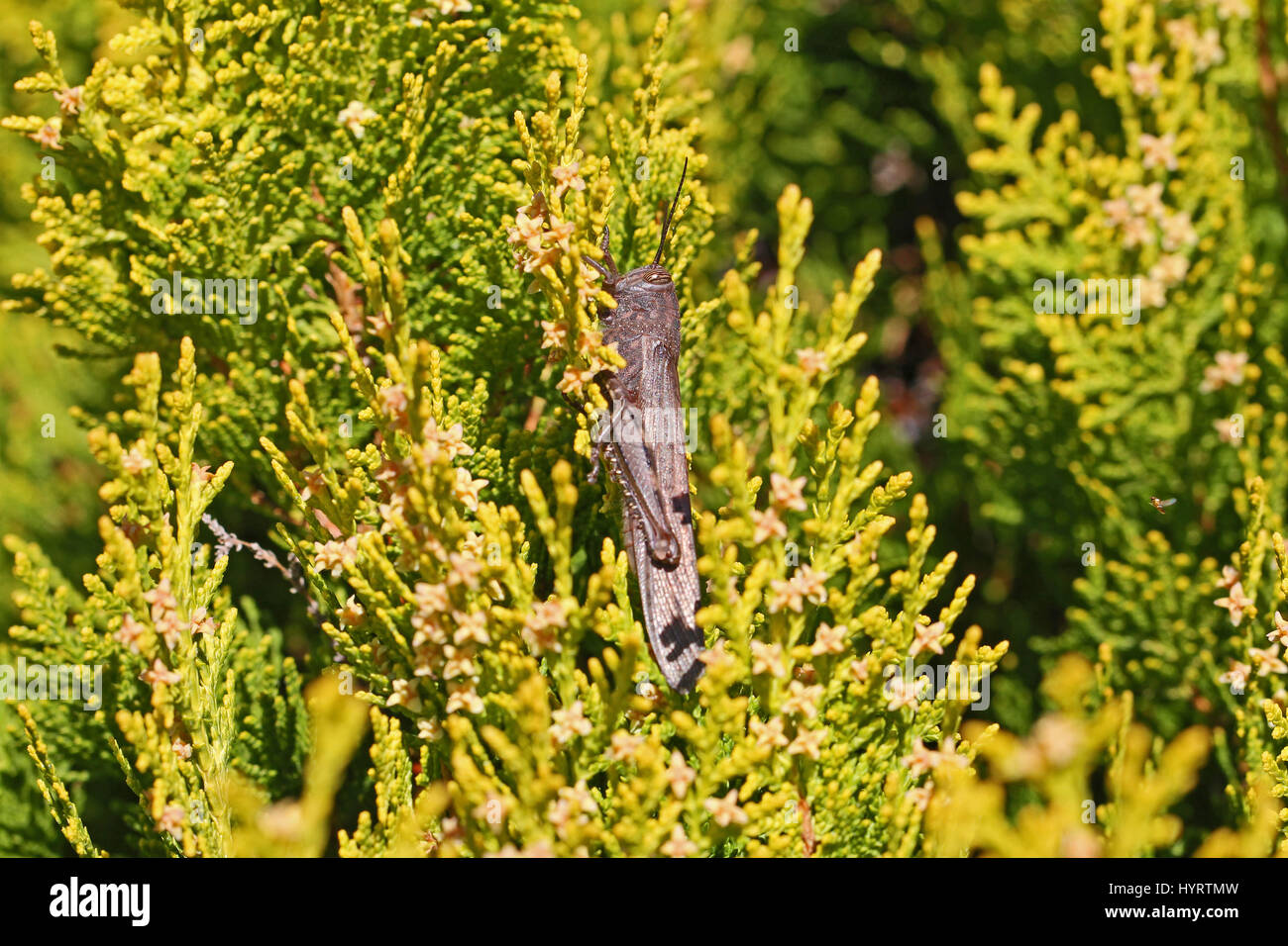 Egyptian grasshopper close up Latin name aegyptium anacridium on a