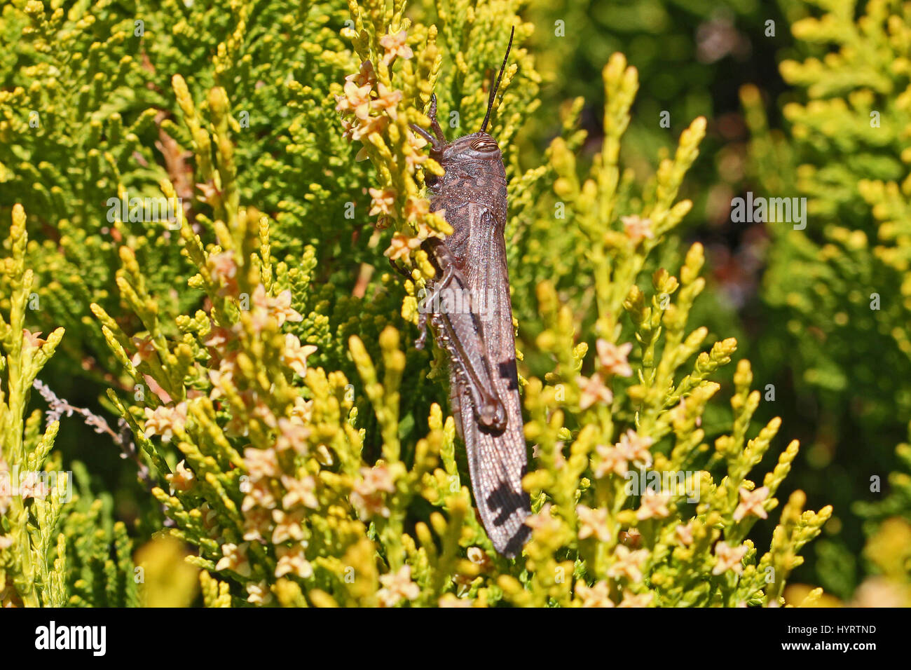 Egyptian grasshopper close up Latin name aegyptium anacridium on a
