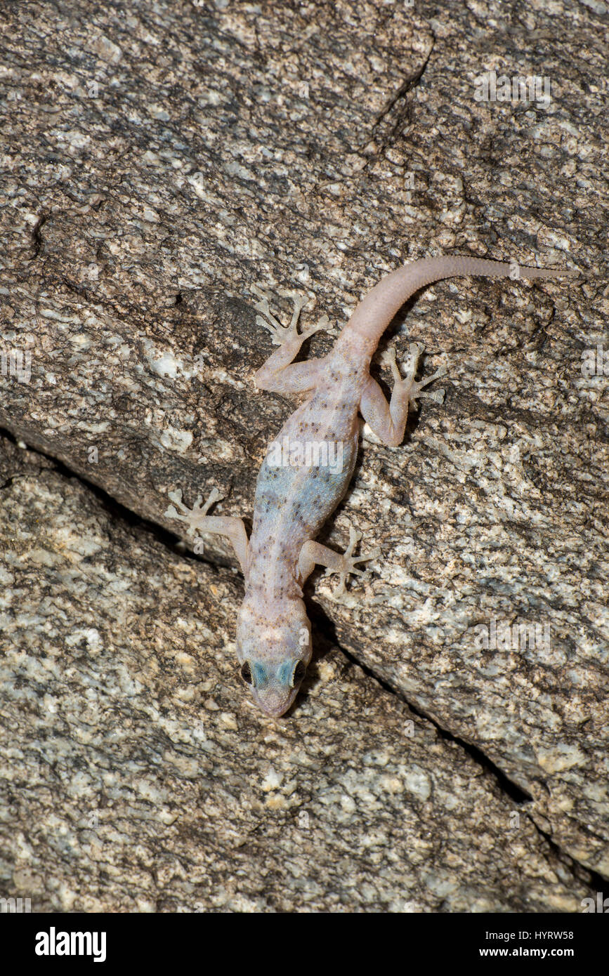 Peninsula Leaf-toed Gecko, (Phyllodactylus nocticolus), Anza-borrego Desert State Park, California, USA. Stock Photo