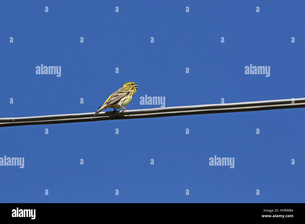 serin bird Latin name serinus serinus singing and dancing on a telegraph wire in spring in Italy Stock Photo