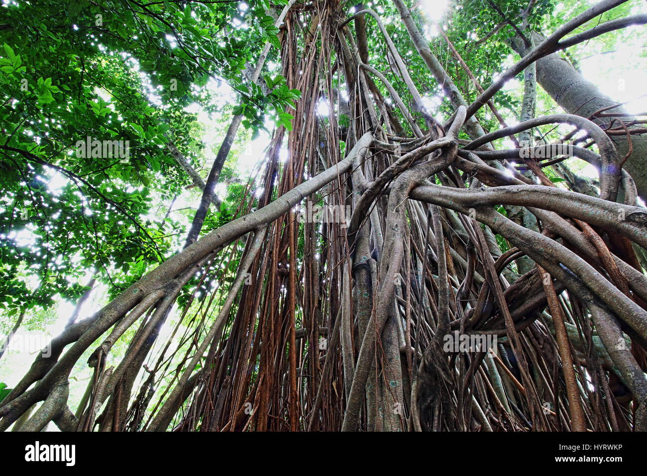 Worm's eye view of the strangling ficus roots Stock Photo