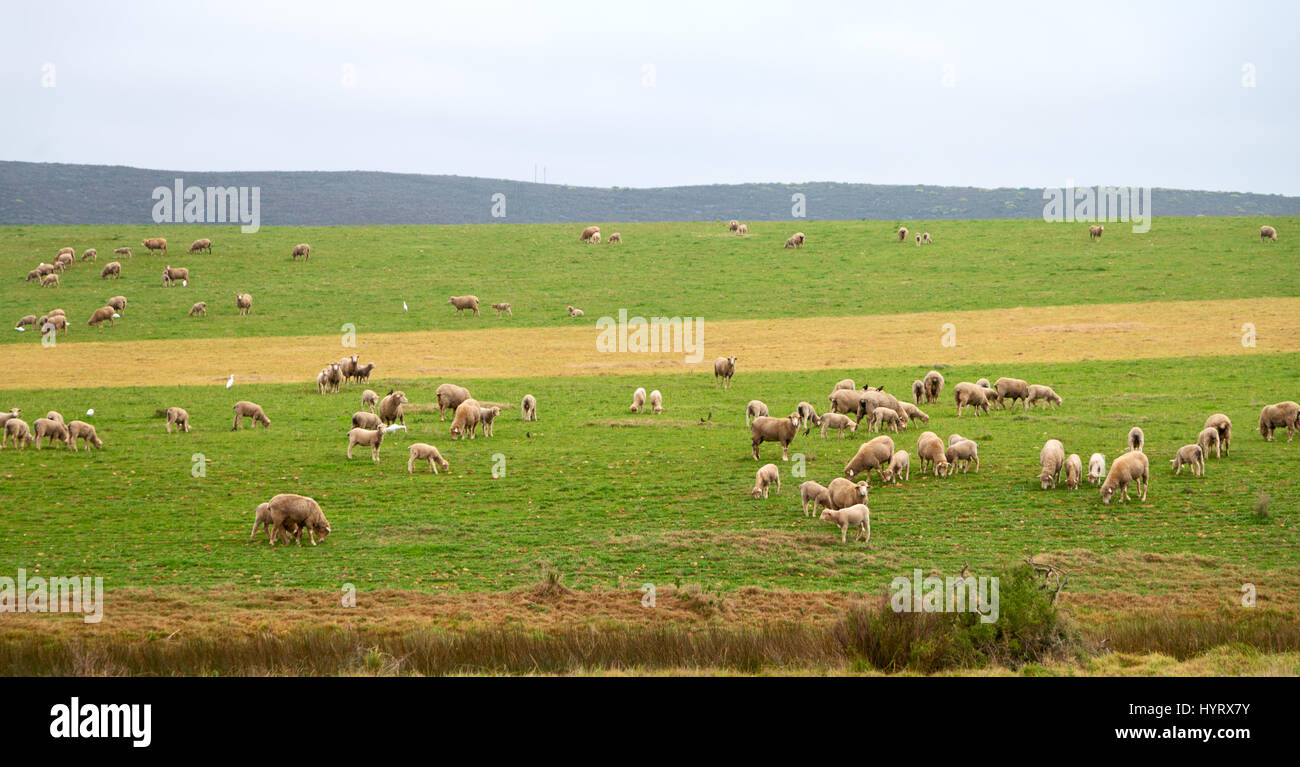 in south africa green yellow field and sheep eating grass Stock Photo ...