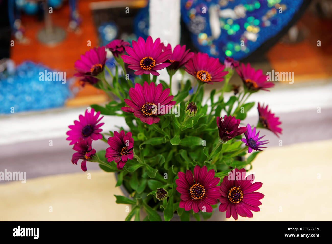 Purple African daisy Dimorphotheca in the pot near the window Stock ...