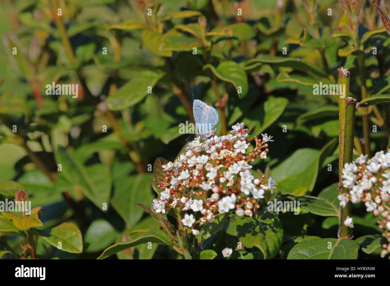 Holly blue butterfly Latin name celastrina argiolus feeding on a
