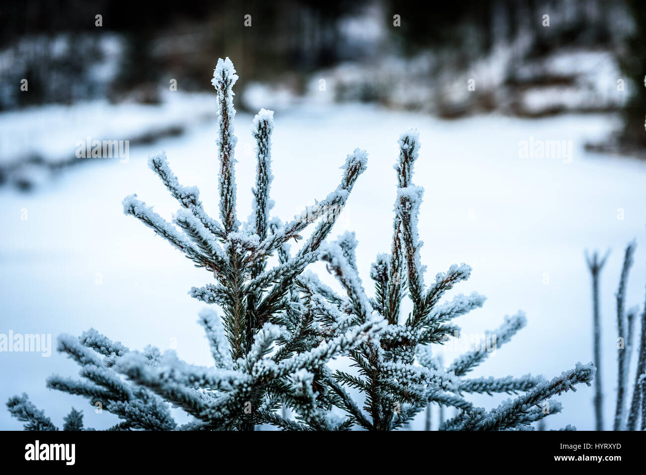 Frozen Trees Covered By Snow And Ice Crystals In Winter Detail Of Stock Photo Alamy