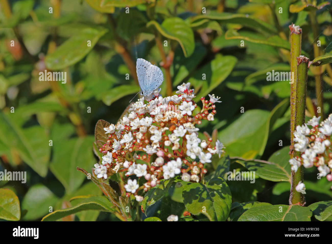 Holly blue butterfly Latin name celastrina argiolus feeding on a