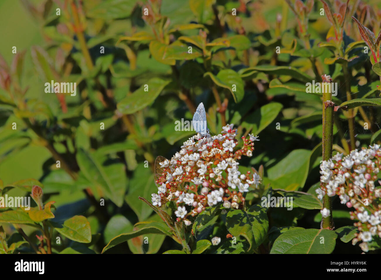 Holly blue butterfly Latin name celastrina argiolus feeding on a