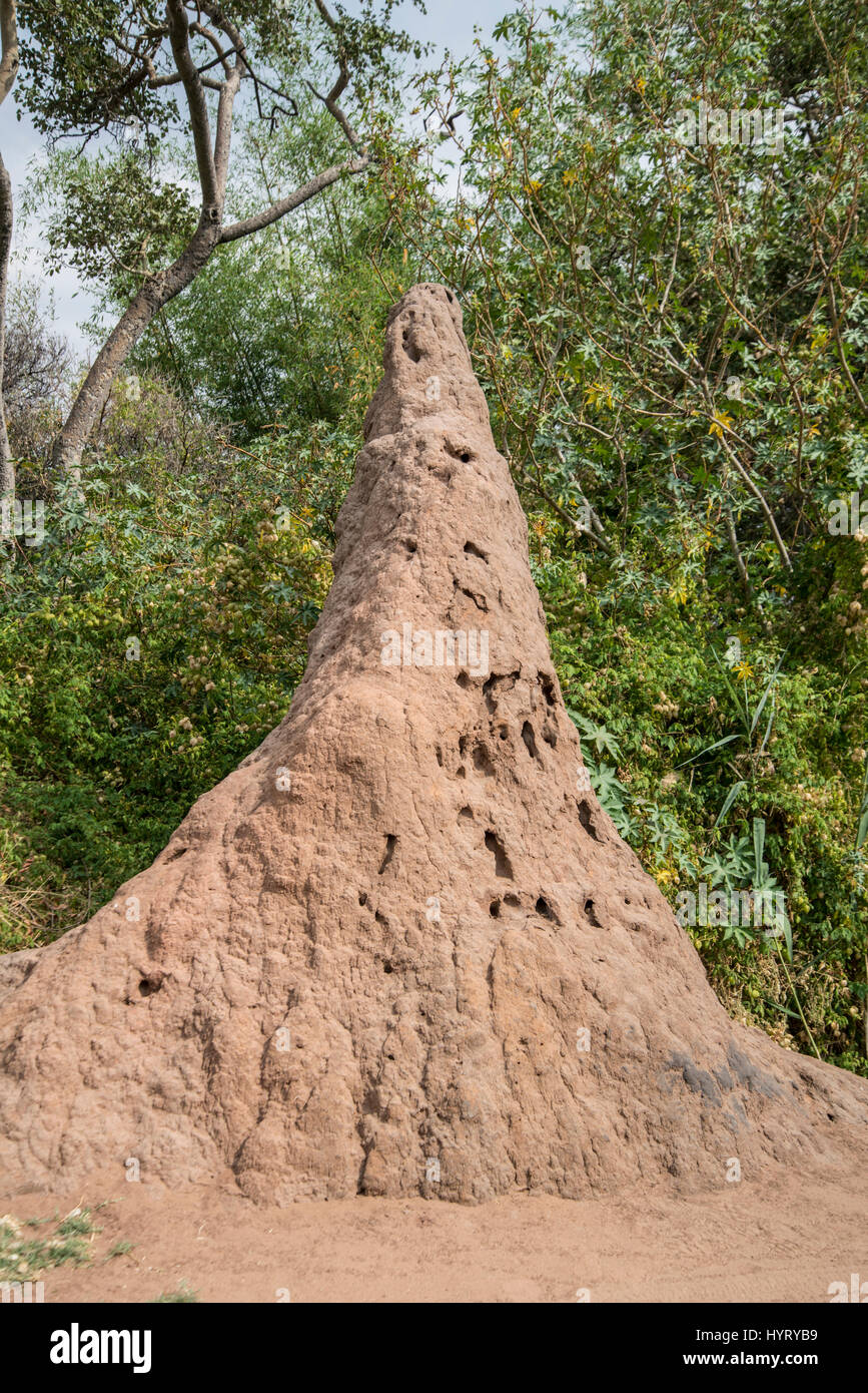 Termite mound (Isoptera). Namibia. Stock Photo
