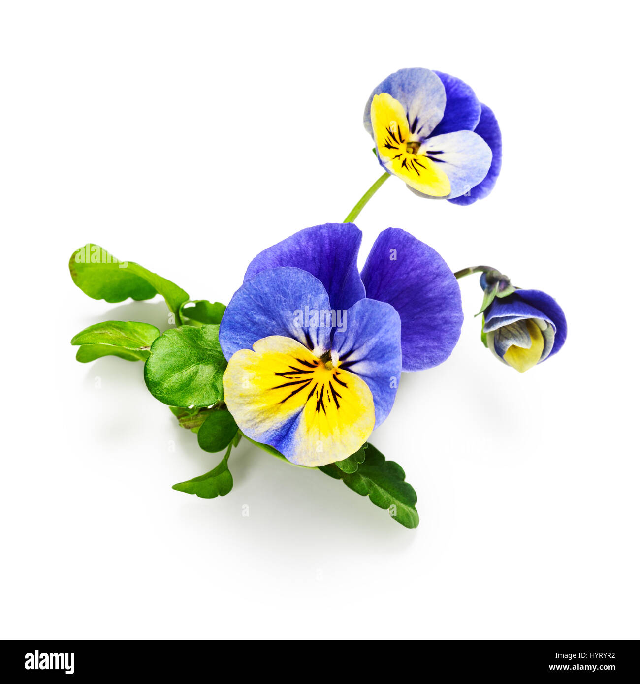 Pansy flowers with leaves isolated on white background clipping path included. Spring garden viola tricolor Stock Photo