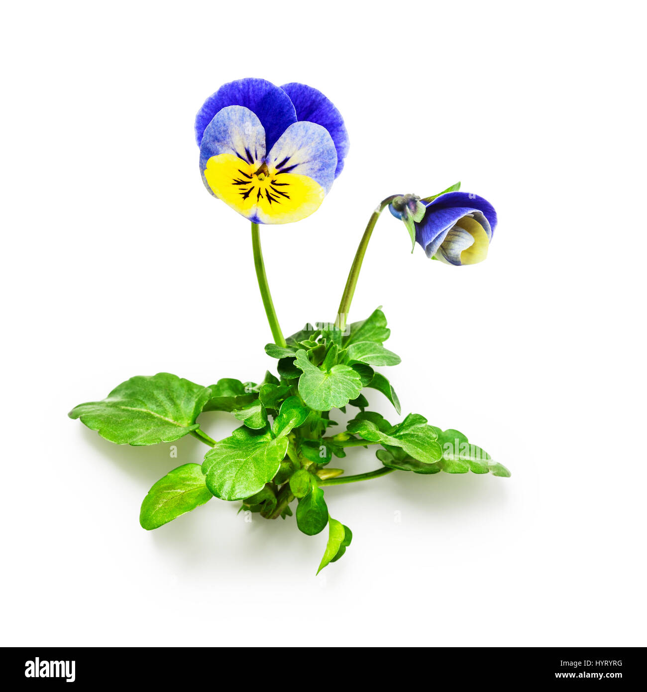 Pansy flowers with leaves isolated on white background clipping path  included. Spring garden viola tricolor Stock Photo - Alamy