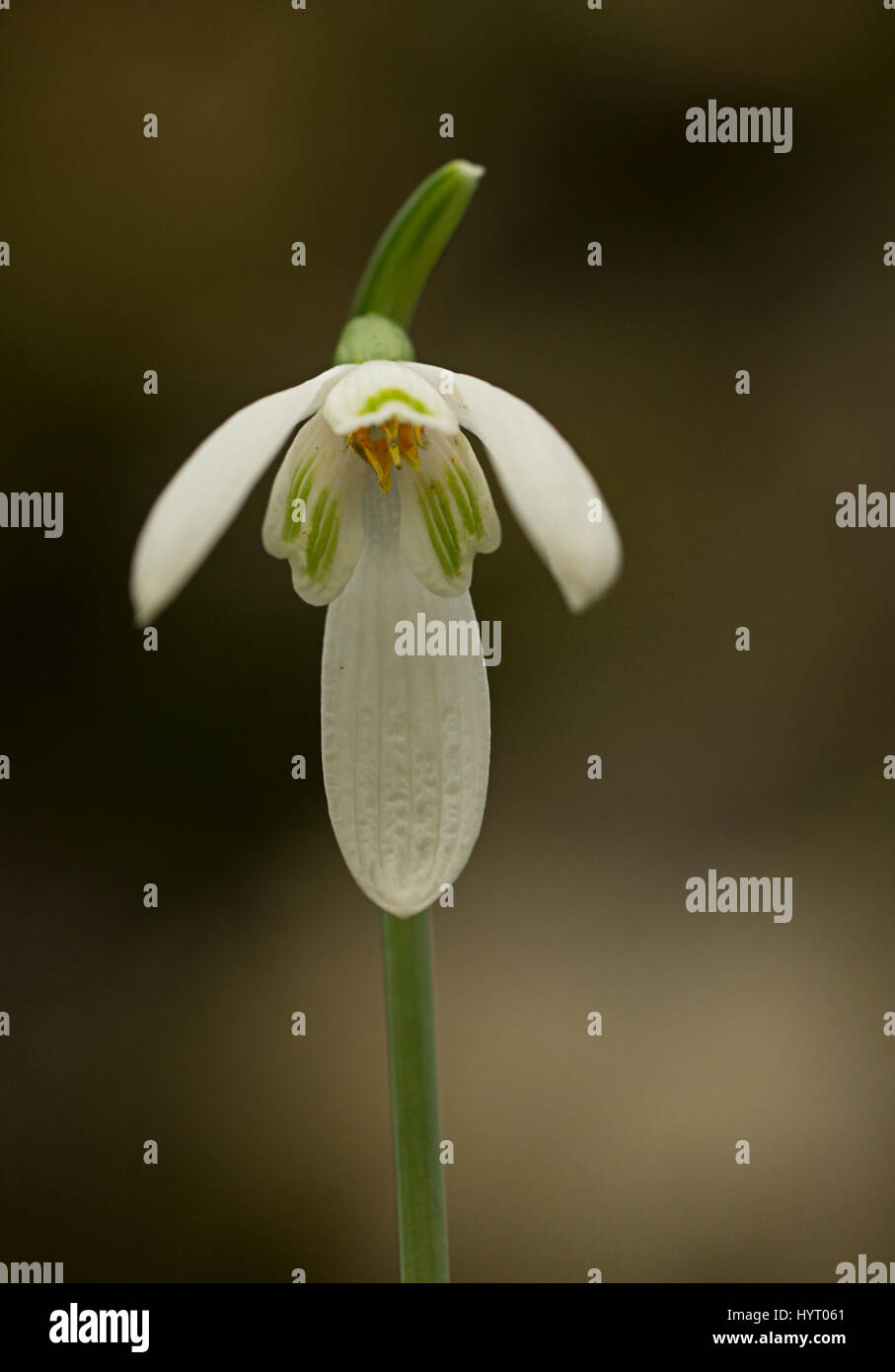 Single flower of autumn Snowdrop, Galanthus regina-algae, Greece Stock Photo