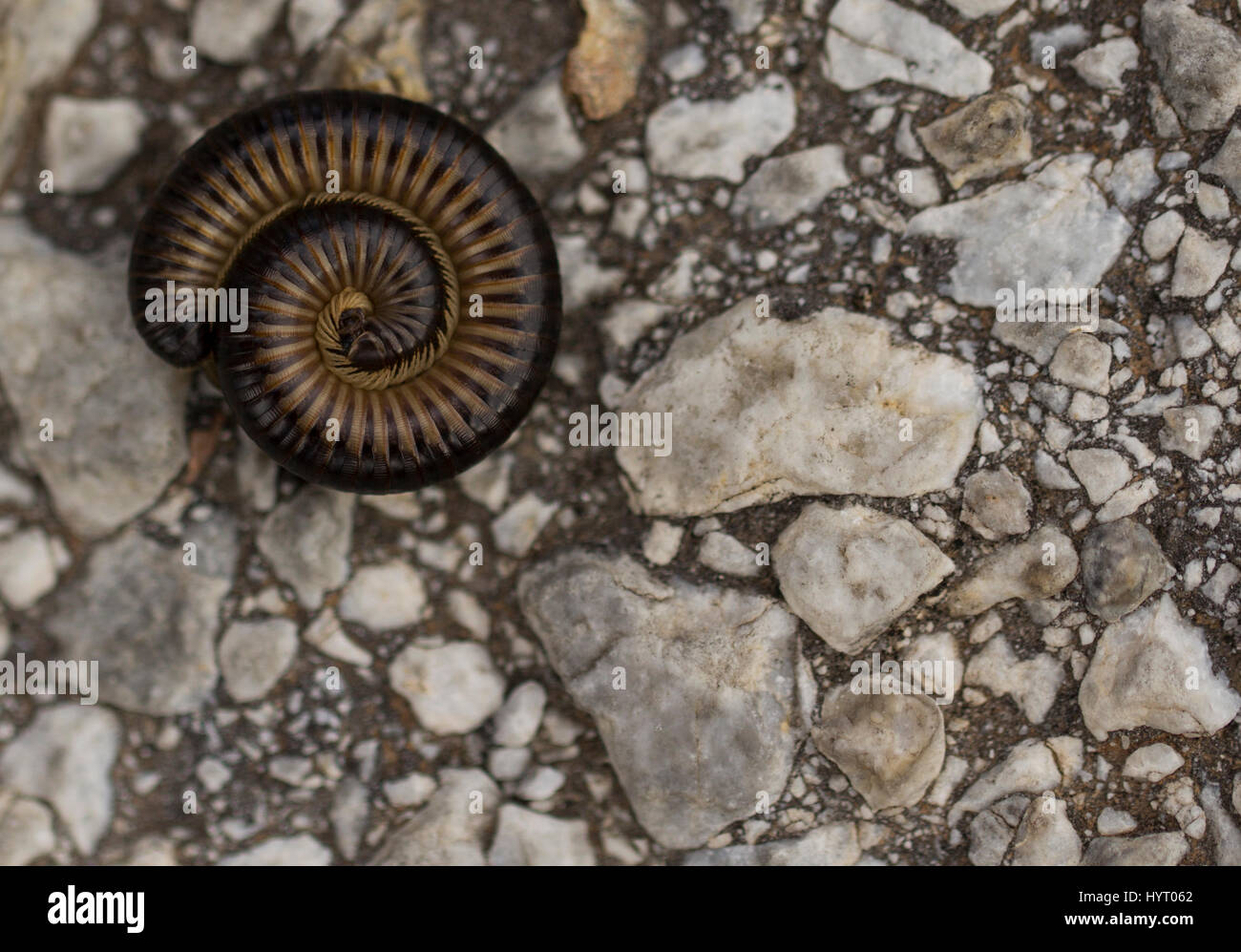Macro image of a millipede coiled against potential predators Stock Photo