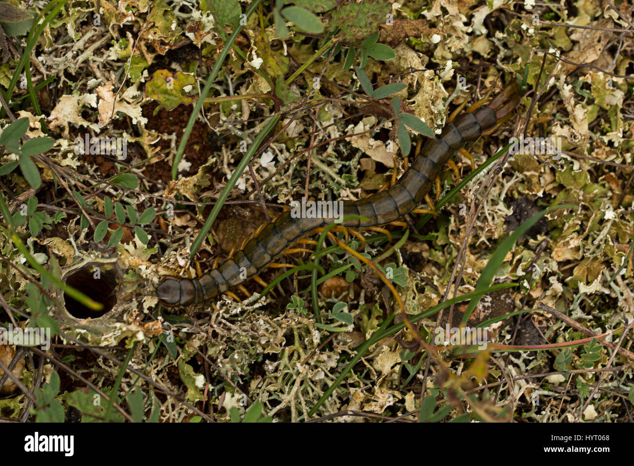 Macro image of a large European centipede, Scolopendra cingulate Stock Photo